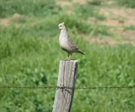 A scaled quail is standing on a barbed-wire post.