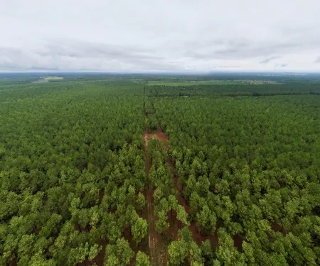 A drone shot of the Herron Family WMA. A large forest continues to the horizon.