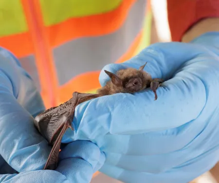 A small brown bat is held in the foreground by nitrile-gloved hands. 