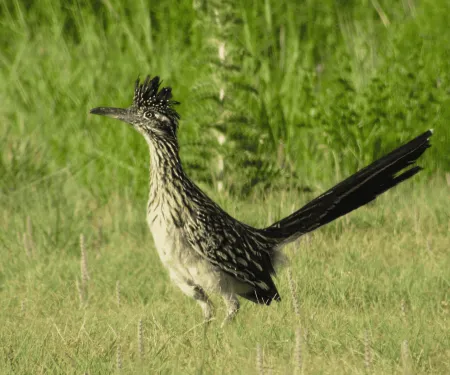 A greater roadrunner stands alert in a field of green.
