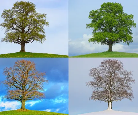 4 Seasons Tree