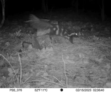 A Plains spotted skunk is seen on a trail cam climbing a rock.