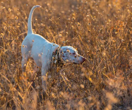 Hunting do walking through field 