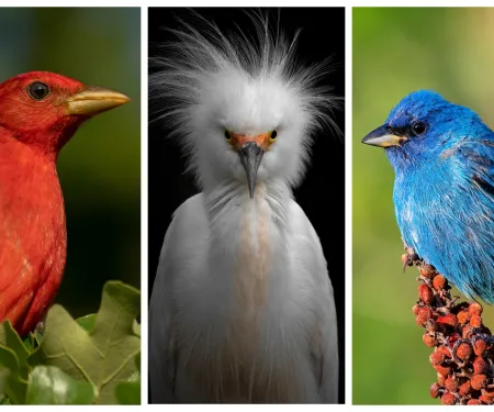 A collage of three photos showing an all-red bird, a white egret with plumes on its head, and a blue bird sitting on a clump of sumac seeds. 