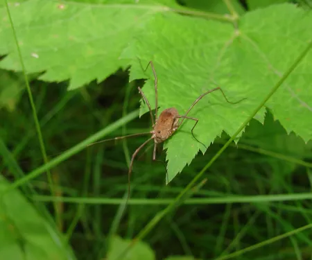 Harvestmen on a leaf at Neil Smith National Wildlife Refuge