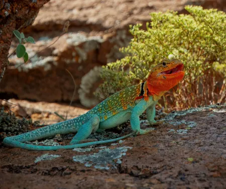 A lizard with a blue green body and a yellow orange head lays on a shaded rock with its mouth open. 