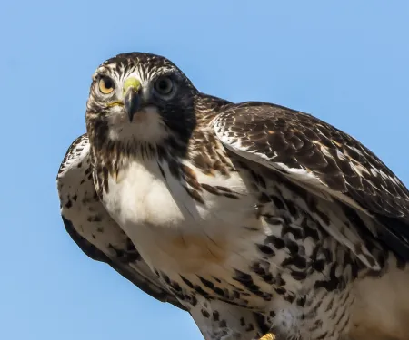 A bird with a dark head and back and a white chest stares at the camera.