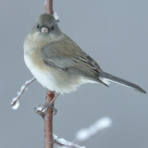 Dark-eyed Junco; Bill Horn