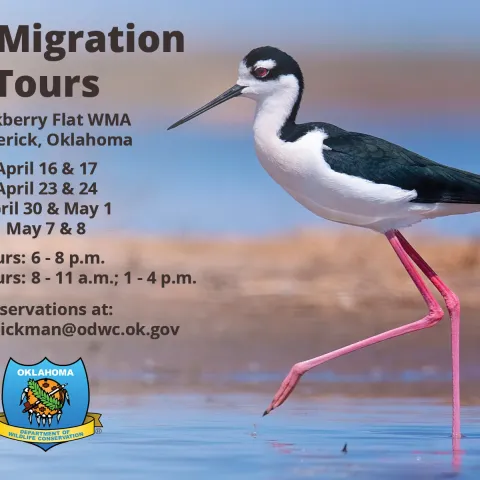 2021 Hackberry Bird Migration Tours