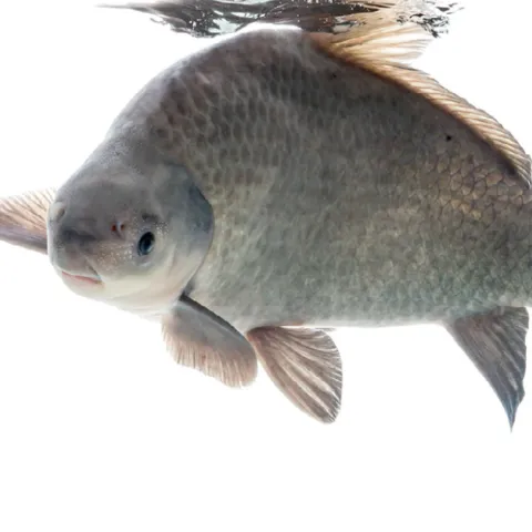Smallmouth Buffal, Sam Stukel USFWS