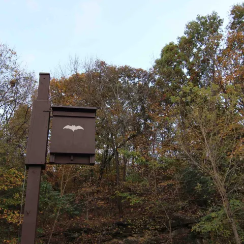 Bat house, photo by Courtney Celley/USFWS