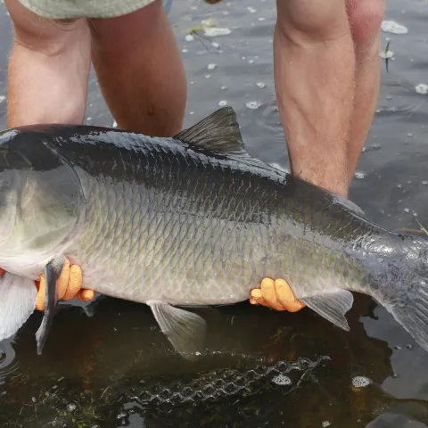 A study of bigmouth buffalo in Minnesota waters revealed the fish can live much longer than originally expected. (Photo provided by Dr. Alec Lackmann.) 