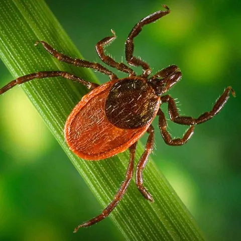 Black Legged Tick, photo by James Gathany