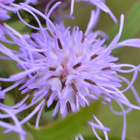 Button Blazing Star flower.