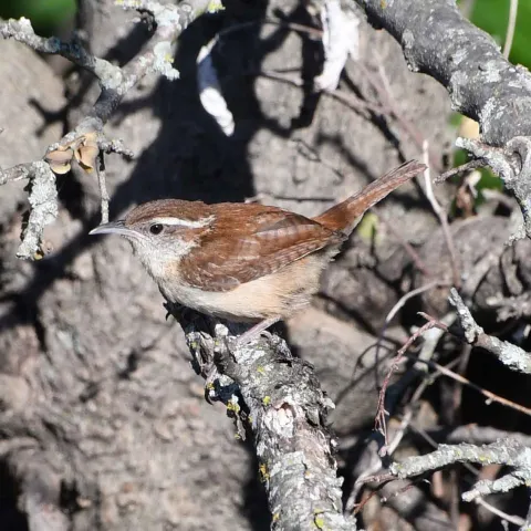 Carolina Wren. Jena Donnell/ODWC