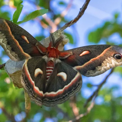Cecropia Moth, photo by Kellie Carter/RPS 2020