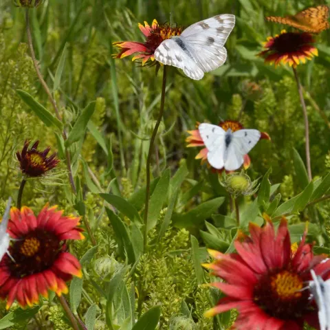 Checkered Whites on flowers.