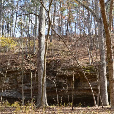 Cookson WMA, photo by Jena Donnell