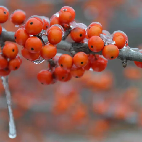 Fruit on a tree branch.