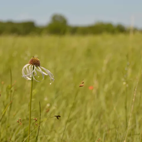 Many native “weeds” can actually benefit pastures, gardens and woodlands.