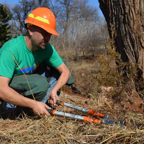 Small cedar being cut.