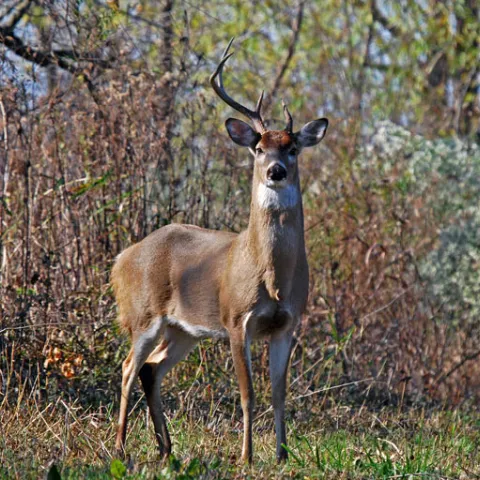 One side spike buck, photo by David Arbor