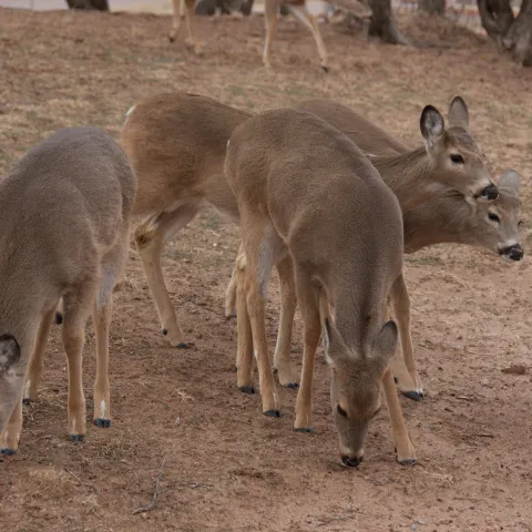 Group of deer in field.