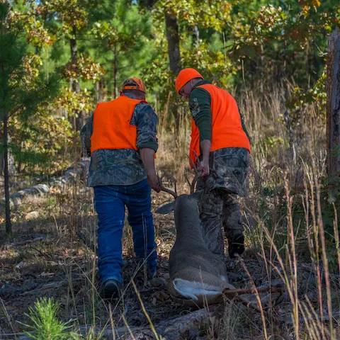 Two people pull a harvested buck out of the woods from Skiatook Lake.