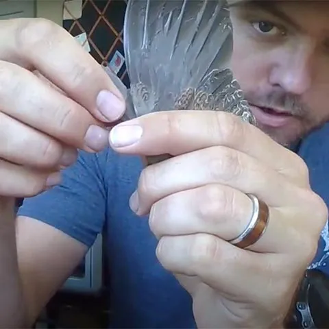 Upland Game Biologist Tell Judkins takes a measurement of a donated quail wing. Click on the photo to see a video about how these wings provide data that can assist with quail management.