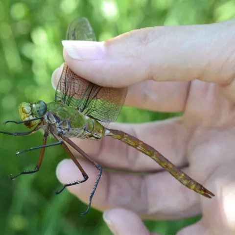 Comet Darner dragon fly.