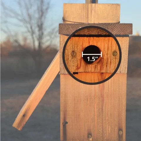 Bluebird box entrance hole.