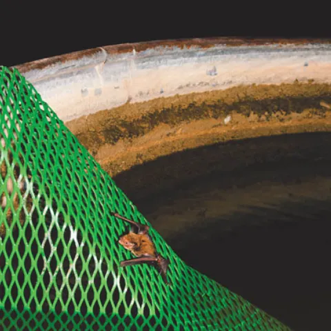 Bat escape ramp. Photo from NRCS