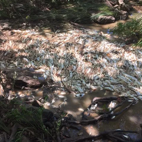 Cushing lake fish kill, photo by Ashley Nealis