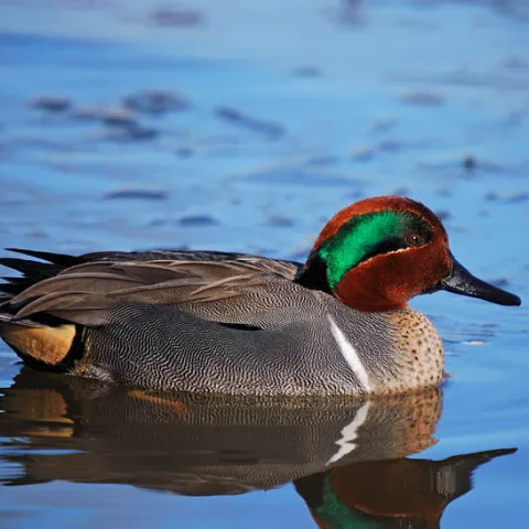 Green-winged Teal, photo from USFS