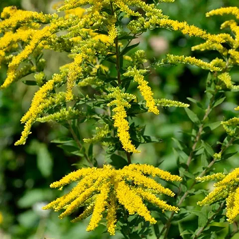 Goldenrod plant.