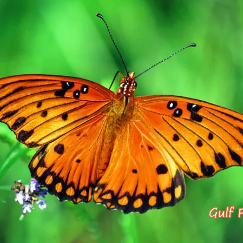 Gulf Fritillary, photo by USDA