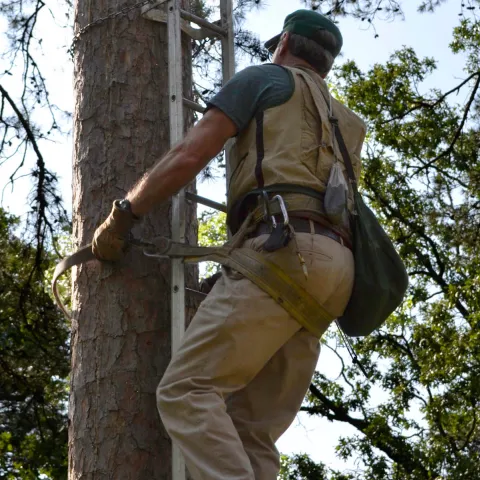 Biologist scaling tree at McCurtain County Wilderness Area.