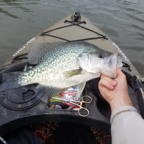 Person holding a crappie in a kayak.