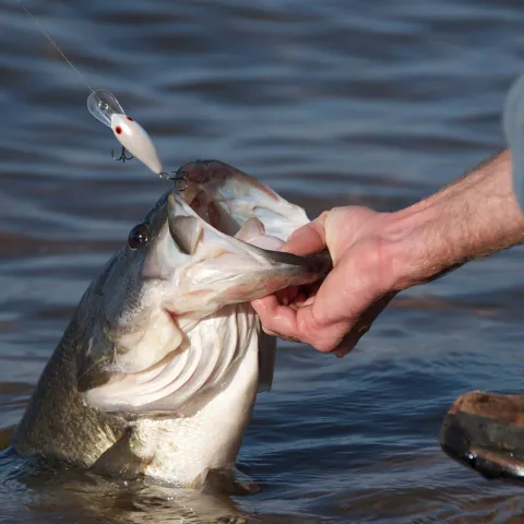 Largemouth bass being pulled out of the water.