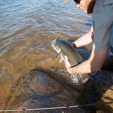 Man releasing largemouth bass.