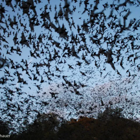 Bats in the sky, photo by Ann Froschauer/USFWS