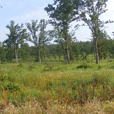 Mixed Oak-Pine Savanna habitat.