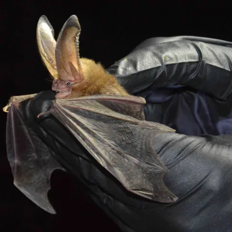 Ozark big-eared bat, photo by Jena Donnell/ODWC