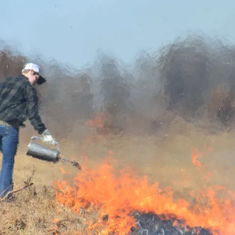 Man using drip torch during a prescribed burn.