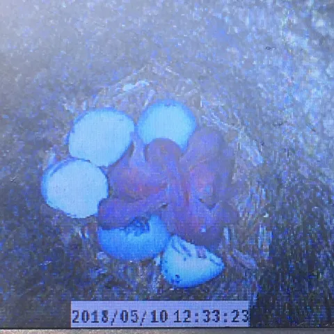 Red-cockaded woodpecker eggs in nest.