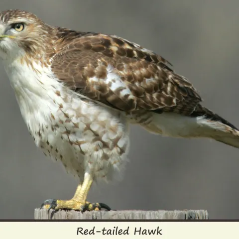 Red-tailed Hawk, photo by Bill Horn