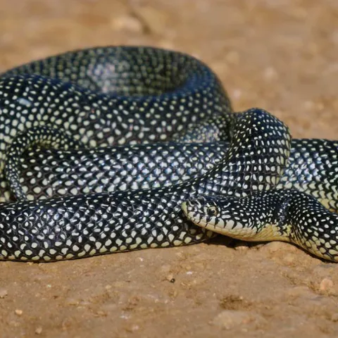 Speckled Kingsnake, photo provided by USFS