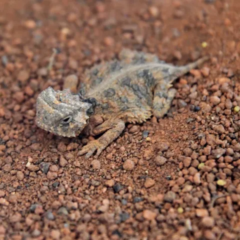 Texas Horned Lizard hatchling.