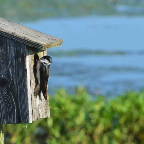 Bird hanging on nest box.