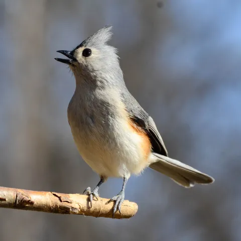 Tufted Titmouse, photo by Bill Crow